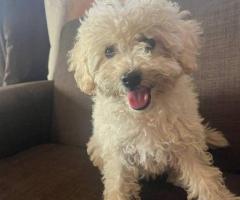 Purebred Poodle Puppies