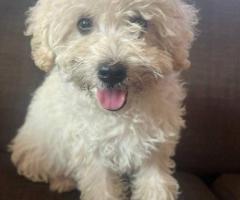 Purebred Poodle Puppies